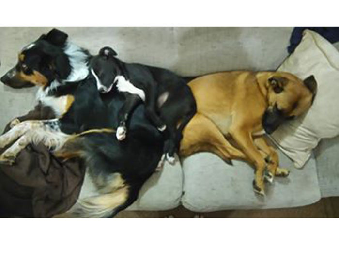 Pet Owners Who Have 3 Or More Pets, Share Your Pics With Us Pet Owners Who Have 3 Or More Pets, Share Your Pics With Us