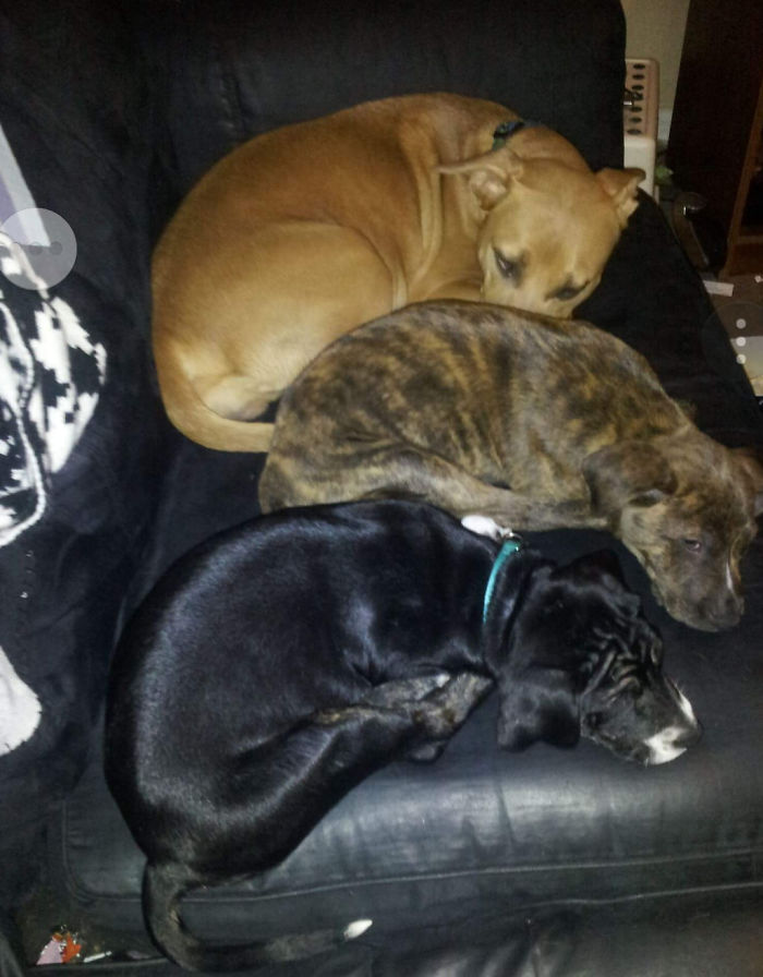 Pet Owners Who Have 3 Or More Pets, Share Your Pics With Us