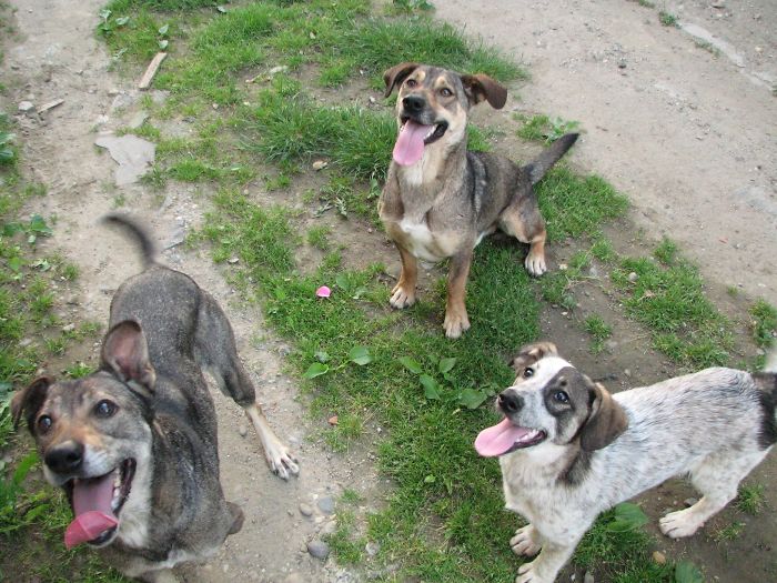 Pet Owners Who Have 3 Or More Pets, Share Your Pics With Us Pet Owners Who Have 3 Or More Pets, Share Your Pics With Us