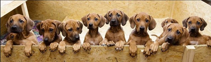 Pet Owners Who Have 3 Or More Pets, Share Your Pics With Us Pet Owners Who Have 3 Or More Pets, Share Your Pics With Us