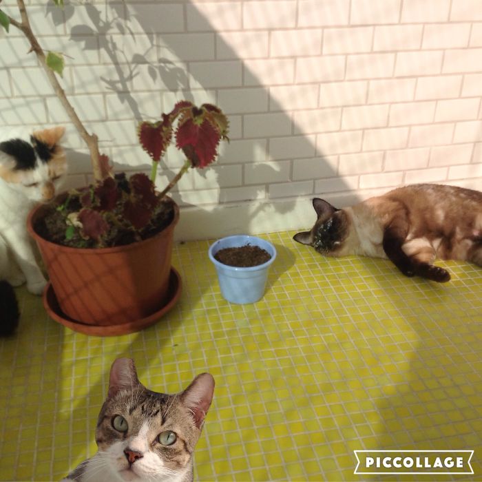 Pet Owners Who Have 3 Or More Pets, Share Your Pics With Us Pet Owners Who Have 3 Or More Pets, Share Your Pics With Us