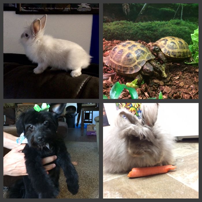 Pet Owners Who Have 3 Or More Pets, Share Your Pics With Us Pet Owners Who Have 3 Or More Pets, Share Your Pics With Us