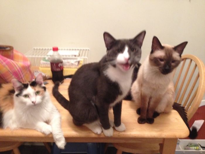 Pet Owners Who Have 3 Or More Pets, Share Your Pics With Us Pet Owners Who Have 3 Or More Pets, Share Your Pics With Us