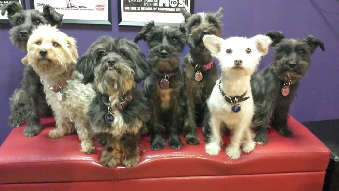 Pet Owners Who Have 3 Or More Pets, Share Your Pics With Us Pet Owners Who Have 3 Or More Pets, Share Your Pics With Us