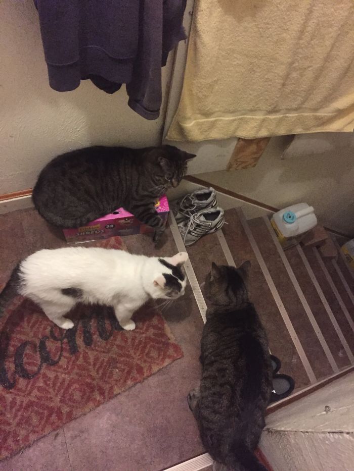 Pet Owners Who Have 3 Or More Pets, Share Your Pics With Us Pet Owners Who Have 3 Or More Pets, Share Your Pics With Us