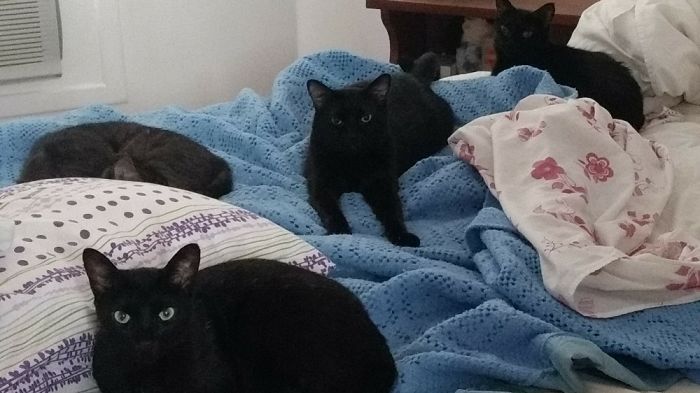 Pet Owners Who Have 3 Or More Pets, Share Your Pics With Us Pet Owners Who Have 3 Or More Pets, Share Your Pics With Us