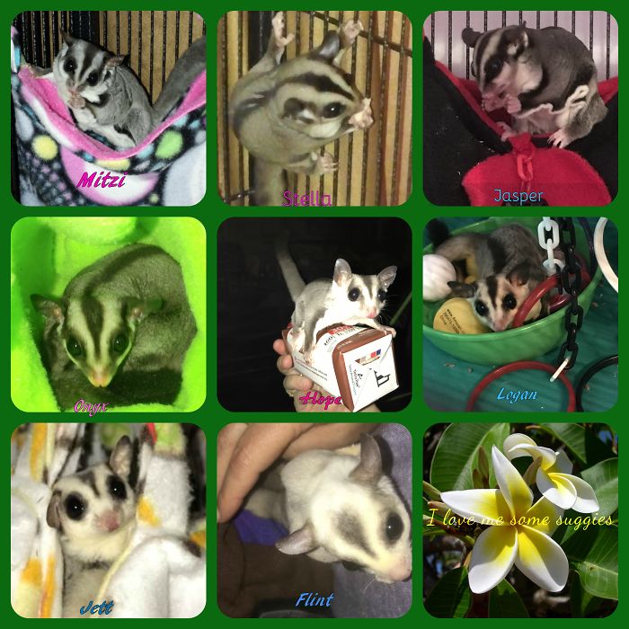 Pet Owners Who Have 3 Or More Pets, Share Your Pics With Us Pet Owners Who Have 3 Or More Pets, Share Your Pics With Us