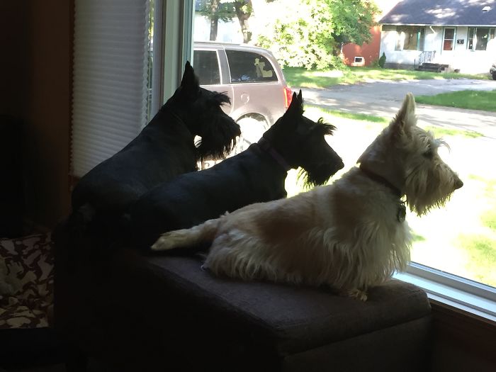 Pet Owners Who Have 3 Or More Pets, Share Your Pics With Us Pet Owners Who Have 3 Or More Pets, Share Your Pics With Us