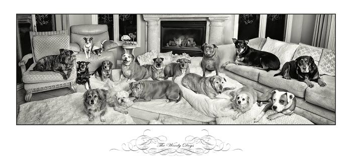 Pet Owners Who Have 3 Or More Pets, Share Your Pics With Us Pet Owners Who Have 3 Or More Pets, Share Your Pics With Us