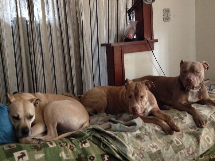 Pet Owners Who Have 3 Or More Pets, Share Your Pics With Us Pet Owners Who Have 3 Or More Pets, Share Your Pics With Us