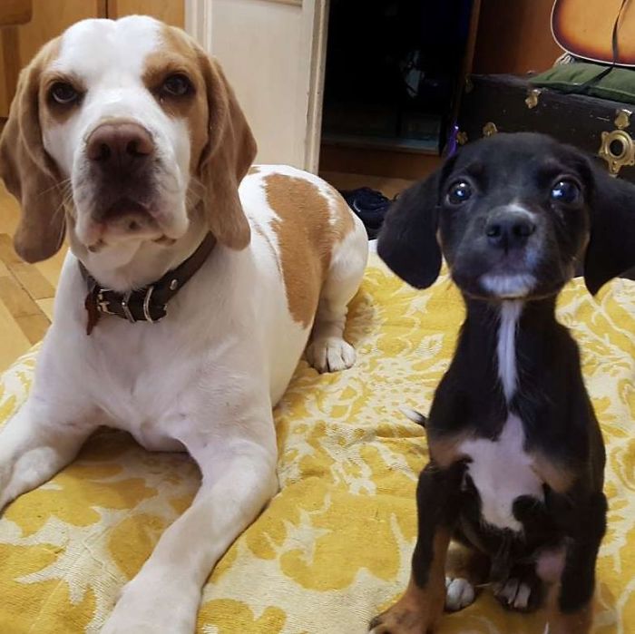 Pet Owners Who Have 3 Or More Pets, Share Your Pics With Us Pet Owners Who Have 3 Or More Pets, Share Your Pics With Us