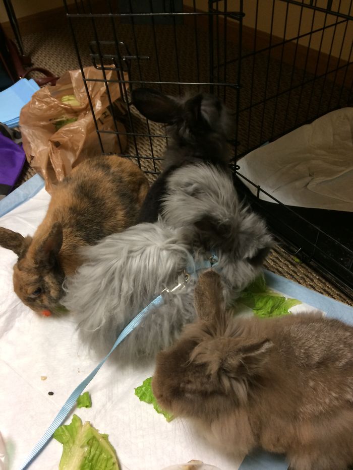 Pet Owners Who Have 3 Or More Pets, Share Your Pics With Us Pet Owners Who Have 3 Or More Pets, Share Your Pics With Us