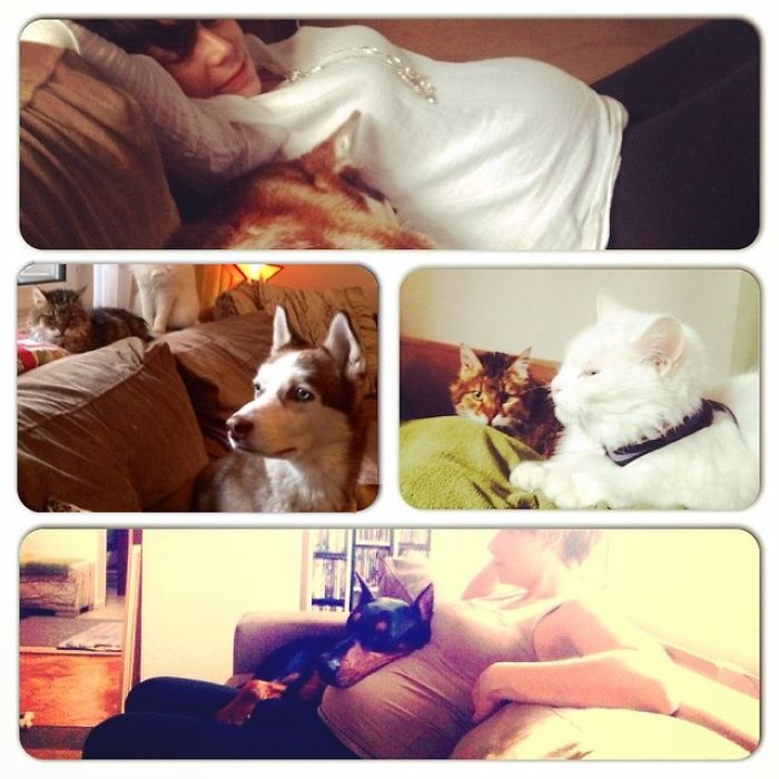Pet Owners Who Have 3 Or More Pets, Share Your Pics With Us Pet Owners Who Have 3 Or More Pets, Share Your Pics With Us
