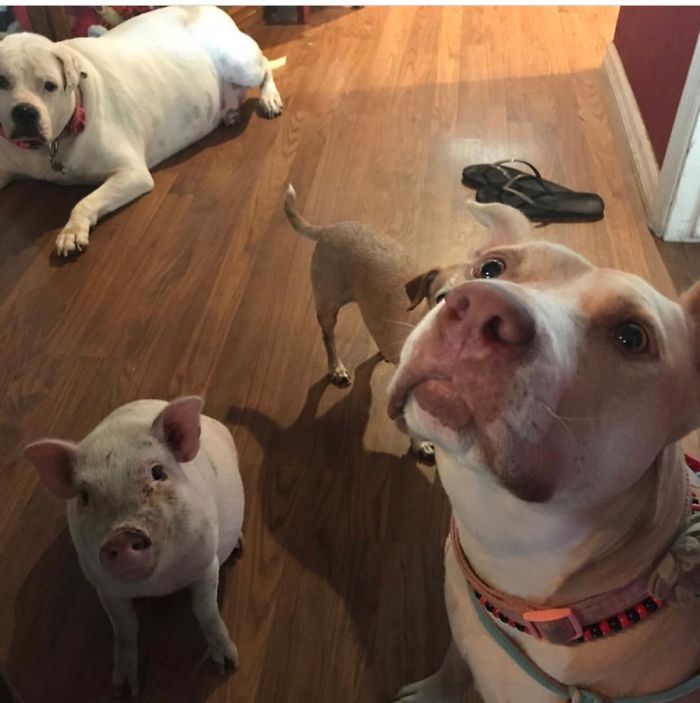 Pet Owners Who Have 3 Or More Pets, Share Your Pics With Us Pet Owners Who Have 3 Or More Pets, Share Your Pics With Us