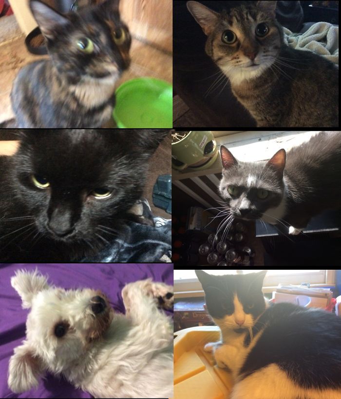 Pet Owners Who Have 3 Or More Pets, Share Your Pics With Us Pet Owners Who Have 3 Or More Pets, Share Your Pics With Us