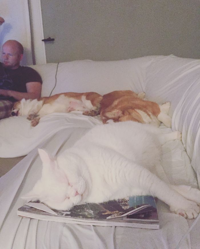 Pet Owners Who Have 3 Or More Pets, Share Your Pics With Us Pet Owners Who Have 3 Or More Pets, Share Your Pics With Us