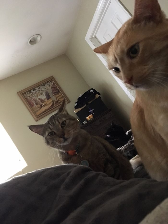 Pet Owners Who Have 3 Or More Pets, Share Your Pics With Us Pet Owners Who Have 3 Or More Pets, Share Your Pics With Us