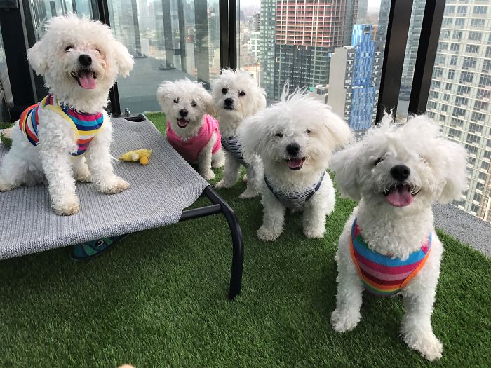 Pet Owners Who Have 3 Or More Pets, Share Your Pics With Us Pet Owners Who Have 3 Or More Pets, Share Your Pics With Us