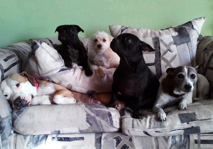 Pet Owners Who Have 3 Or More Pets, Share Your Pics With Us Pet Owners Who Have 3 Or More Pets, Share Your Pics With Us