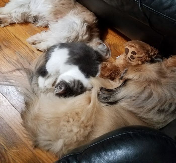 Pet Owners Who Have 3 Or More Pets, Share Your Pics With Us Pet Owners Who Have 3 Or More Pets, Share Your Pics With Us