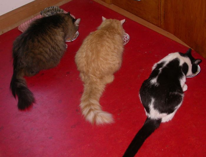 Pet Owners Who Have 3 Or More Pets, Share Your Pics With Us Pet Owners Who Have 3 Or More Pets, Share Your Pics With Us