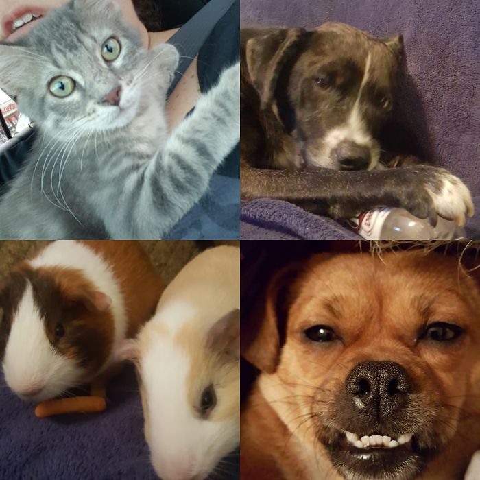 Pet Owners Who Have 3 Or More Pets, Share Your Pics With Us Pet Owners Who Have 3 Or More Pets, Share Your Pics With Us