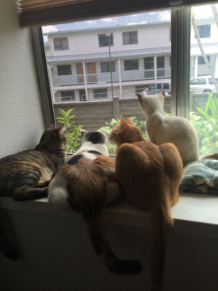 Pet Owners Who Have 3 Or More Pets, Share Your Pics With Us Pet Owners Who Have 3 Or More Pets, Share Your Pics With Us