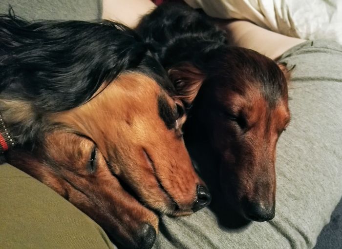 Pet Owners Who Have 3 Or More Pets, Share Your Pics With Us