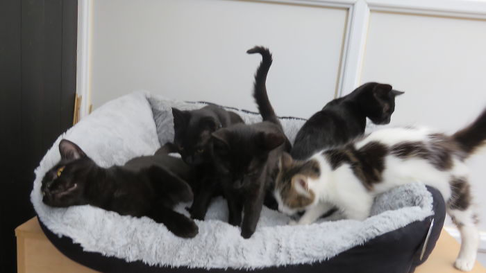 Pet Owners Who Have 3 Or More Pets, Share Your Pics With Us Pet Owners Who Have 3 Or More Pets, Share Your Pics With Us