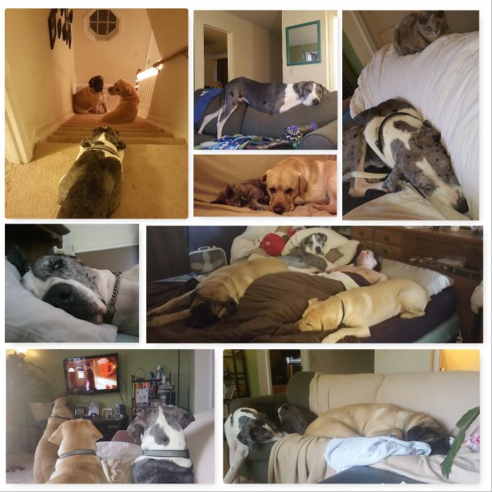 Pet Owners Who Have 3 Or More Pets, Share Your Pics With Us Pet Owners Who Have 3 Or More Pets, Share Your Pics With Us