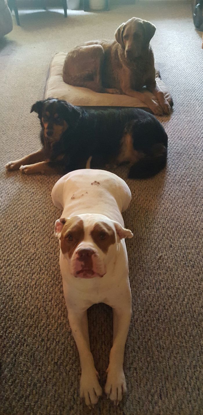 Pet Owners Who Have 3 Or More Pets, Share Your Pics With Us Pet Owners Who Have 3 Or More Pets, Share Your Pics With Us