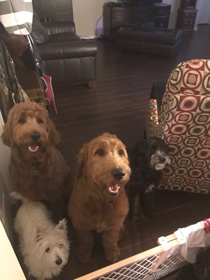 Pet Owners Who Have 3 Or More Pets, Share Your Pics With Us Pet Owners Who Have 3 Or More Pets, Share Your Pics With Us