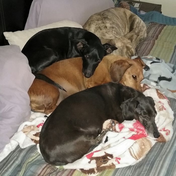 Pet Owners Who Have 3 Or More Pets, Share Your Pics With Us Pet Owners Who Have 3 Or More Pets, Share Your Pics With Us