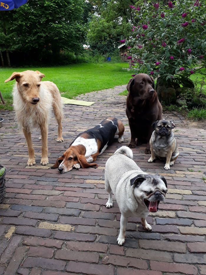 Pet Owners Who Have 3 Or More Pets, Share Your Pics With Us Pet Owners Who Have 3 Or More Pets, Share Your Pics With Us