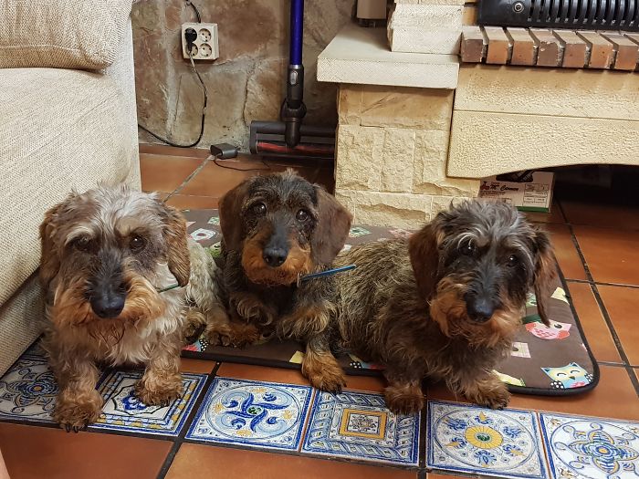 Pet Owners Who Have 3 Or More Pets, Share Your Pics With Us