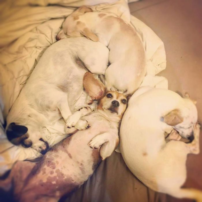 Pet Owners Who Have 3 Or More Pets, Share Your Pics With Us