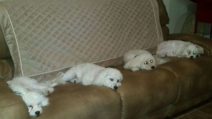 Pet Owners Who Have 3 Or More Pets, Share Your Pics With Us Pet Owners Who Have 3 Or More Pets, Share Your Pics With Us