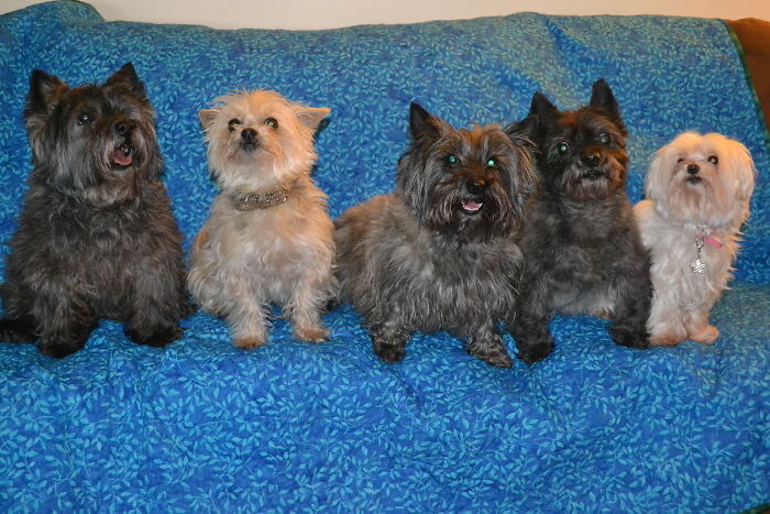 Pet Owners Who Have 3 Or More Pets, Share Your Pics With Us Pet Owners Who Have 3 Or More Pets, Share Your Pics With Us