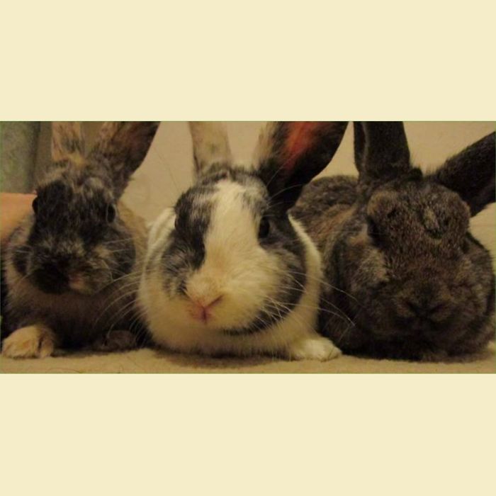 Pet Owners Who Have 3 Or More Pets, Share Your Pics With Us Pet Owners Who Have 3 Or More Pets, Share Your Pics With Us