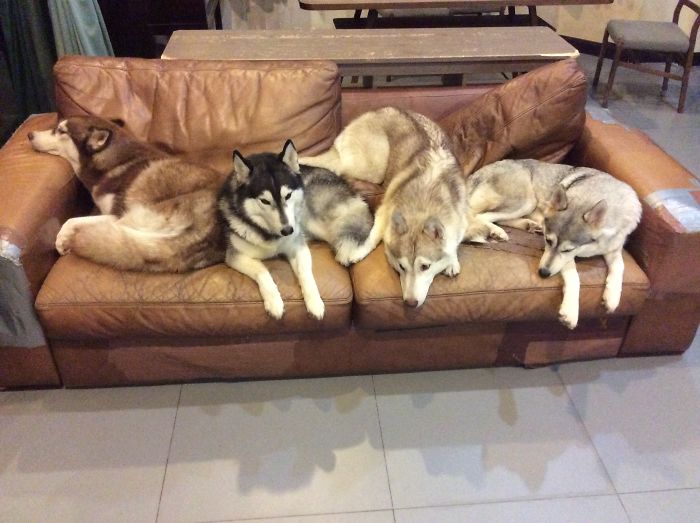 Pet Owners Who Have 3 Or More Pets, Share Your Pics With Us Pet Owners Who Have 3 Or More Pets, Share Your Pics With Us