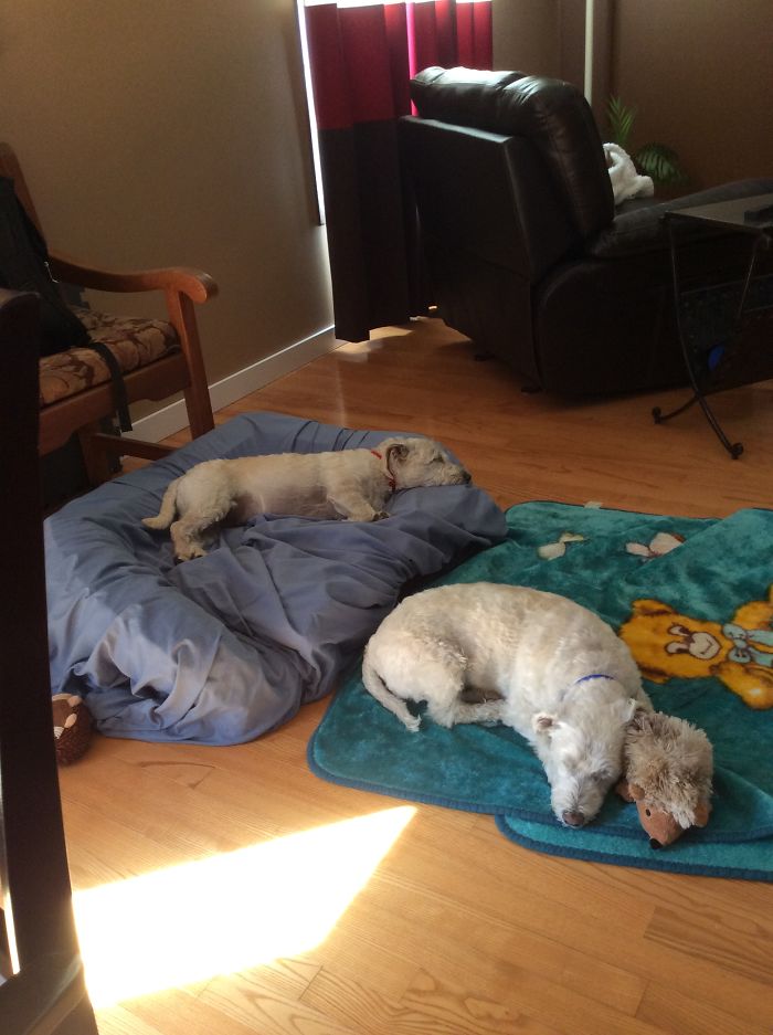 Pet Owners Who Have 3 Or More Pets, Share Your Pics With Us Pet Owners Who Have 3 Or More Pets, Share Your Pics With Us