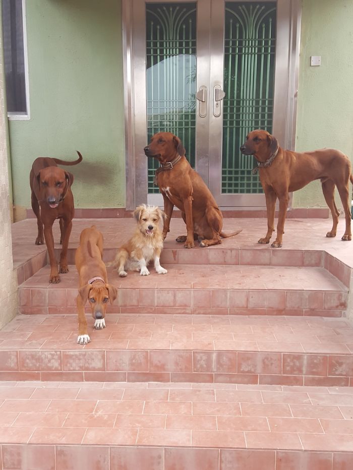 Pet Owners Who Have 3 Or More Pets, Share Your Pics With Us Pet Owners Who Have 3 Or More Pets, Share Your Pics With Us