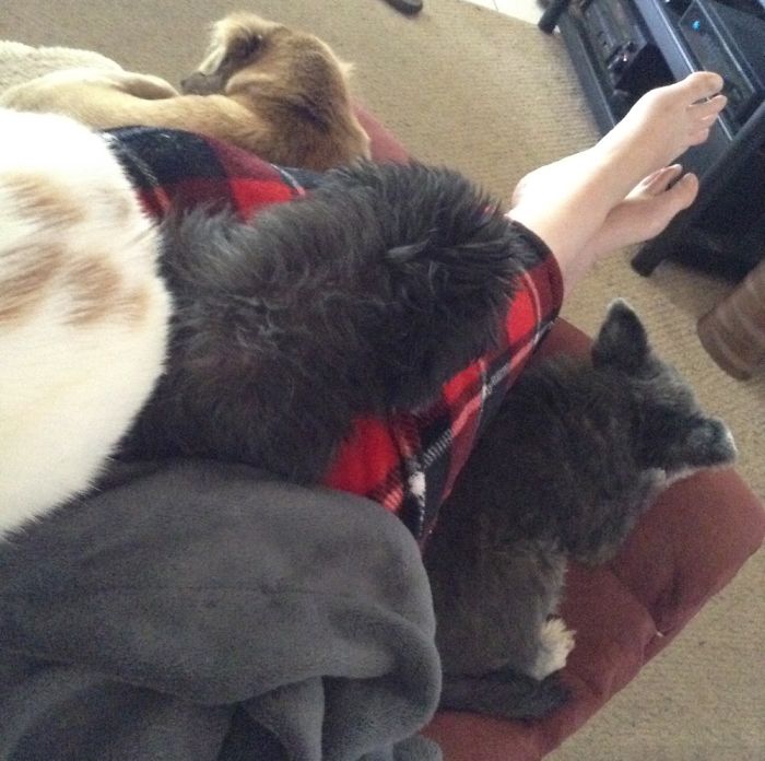 Pet Owners Who Have 3 Or More Pets, Share Your Pics With Us Pet Owners Who Have 3 Or More Pets, Share Your Pics With Us