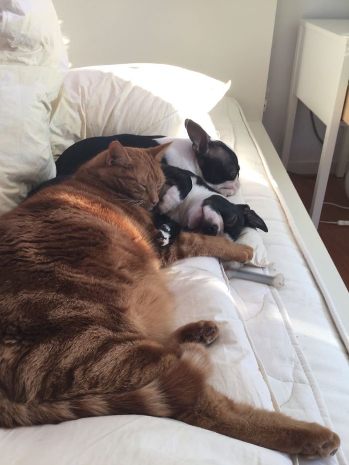 Pet Owners Who Have 3 Or More Pets, Share Your Pics With Us Pet Owners Who Have 3 Or More Pets, Share Your Pics With Us