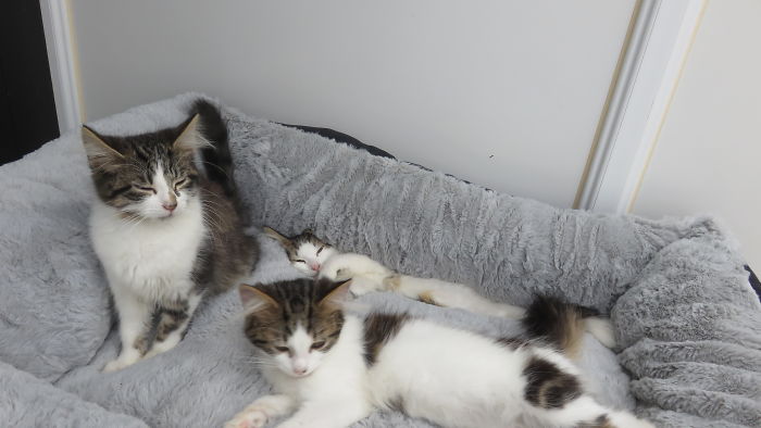 Pet Owners Who Have 3 Or More Pets, Share Your Pics With Us Pet Owners Who Have 3 Or More Pets, Share Your Pics With Us