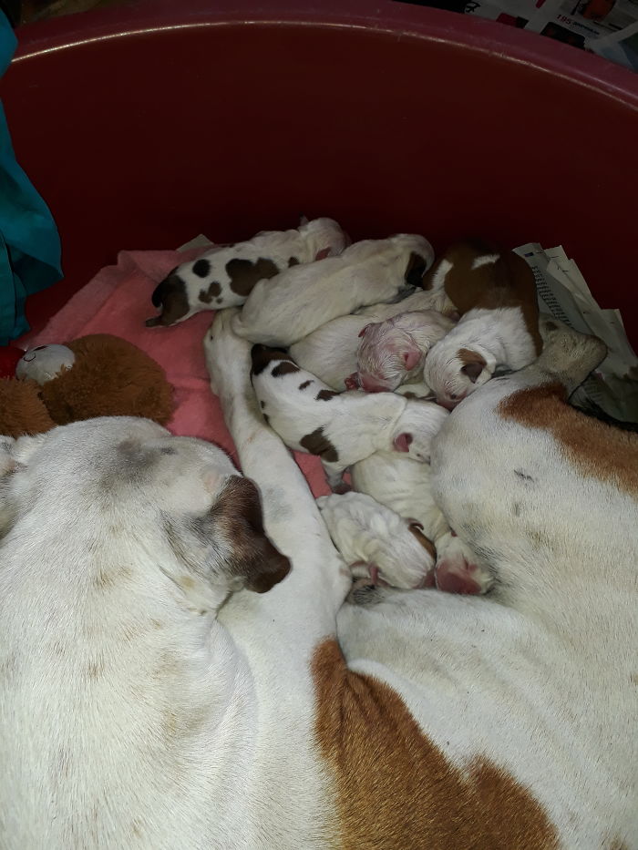 Pet Owners Who Have 3 Or More Pets, Share Your Pics With Us Pet Owners Who Have 3 Or More Pets, Share Your Pics With Us