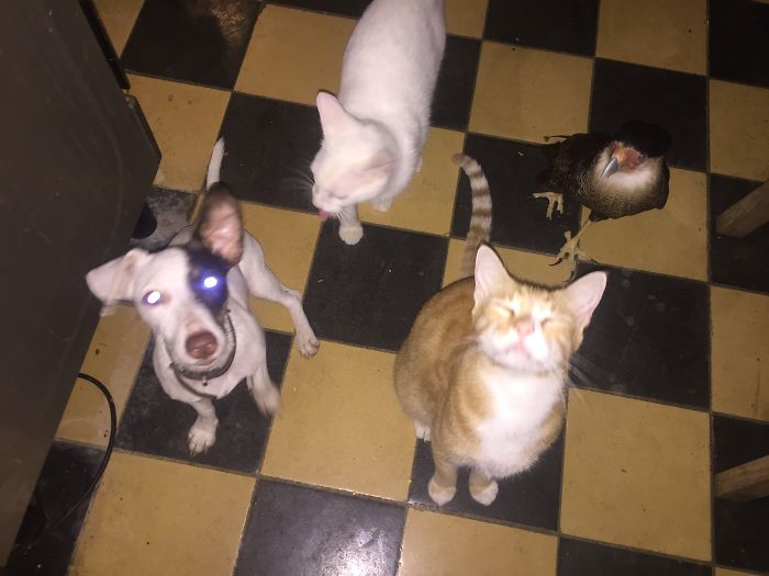 Pet Owners Who Have 3 Or More Pets, Share Your Pics With Us Pet Owners Who Have 3 Or More Pets, Share Your Pics With Us