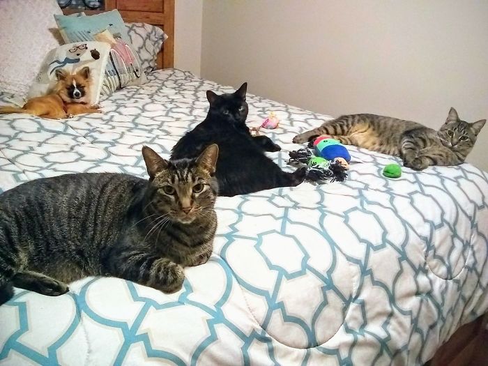 Pet Owners Who Have 3 Or More Pets, Share Your Pics With Us Pet Owners Who Have 3 Or More Pets, Share Your Pics With Us