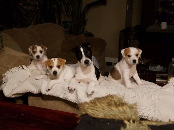 Pet Owners Who Have 3 Or More Pets, Share Your Pics With Us Pet Owners Who Have 3 Or More Pets, Share Your Pics With Us