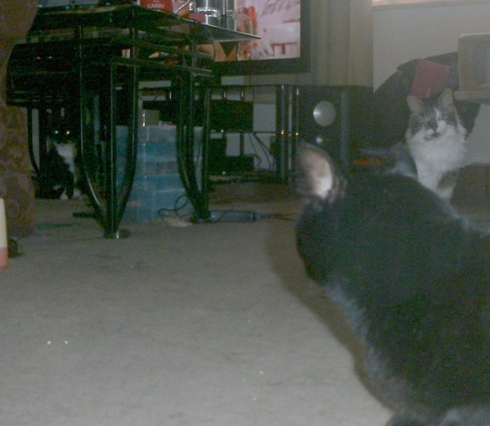 Pet Owners Who Have 3 Or More Pets, Share Your Pics With Us Pet Owners Who Have 3 Or More Pets, Share Your Pics With Us